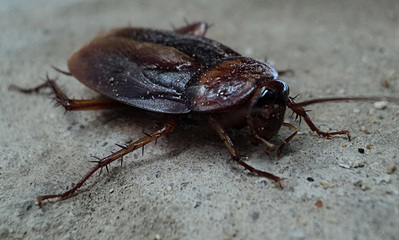 Cockroach Control Pest College Station Bryan Texas